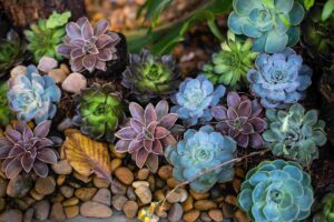 Echeveria Arten: Vielfalt und Pflege