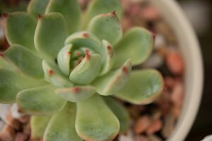 Echeveria Standort: Tipps für perfekten Platz