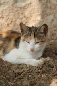 Philodendron giftig für Katzen: Alles, was du wissen musst