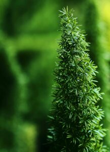 Zierspargel erfolgreich überwintern: Tipps für den Winter