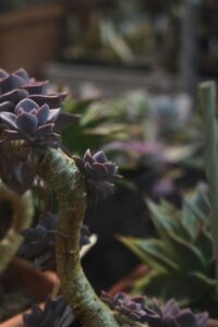 Echeveria wächst in die Höhe: Ursachen und Tipps