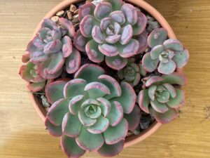 Echeveria vermehren: Anleitung für Anfänger