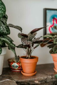 Häufige Calathea Pflegefehler vermeiden: Tipps für gesunde Pflanzen