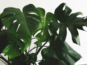 Monstera Blüte: Alles zur Blütenbildung der Zimmerpflanze