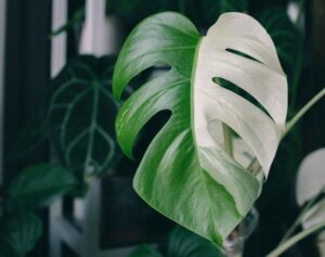 Die ultimative Übersicht der Monstera Arten: Finde deinen grünen Liebling