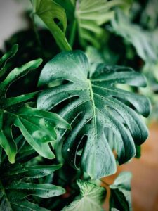 Monstera Früchte: Das exotische und köstliche Geheimnis deines Urban Jungle