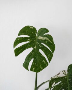 Monstera Thai Constellation: Dein funkelndes Juwel für den Urban Jungle