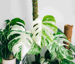 Monstera Variegata: Dein Traum vom weißen Dschungel-Glück