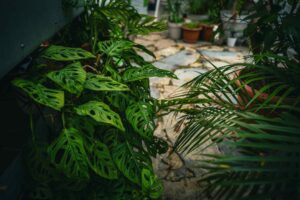 Monstera adansonii: Dein ultimativer Guide für die Monkey Mask und ihre Geheimnisse