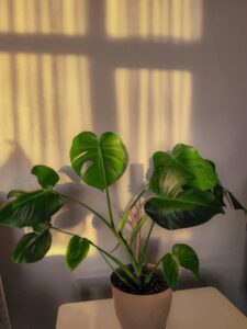 Monstera braune Blätter: Warum dein Urban Jungle Hilfe braucht und wie du sie rettest