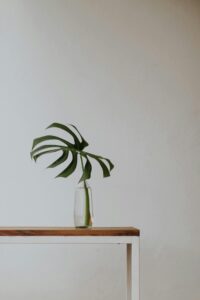 Monstera vermehren: So erschaffst du deinen eigenen Urban Jungle