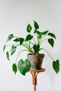 Alocasia Blüte: Ein seltenes Highlight oder purer Stress für deinen Urban Jungle?