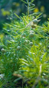 Endlich blüht er! Alles über die zarte Asparagus Blüte und wie du sie förderst