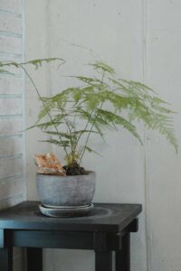 Asparagus düngen leicht gemacht: Der ultimative Nährstoff-Kick für deinen Zierspargel