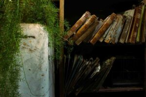 Asparagus umtopfen: So gibst du deinem Zierspargel endlich neuen Raum zum Atmen