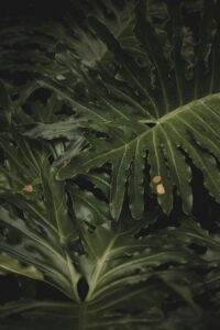 Monstera mit braunen Flecken? So retten wir deinen Urban Jungle Liebling!