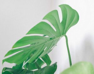 Monstera braune Spitzen? Keine Panik, so retten wir dein Fensterblatt!