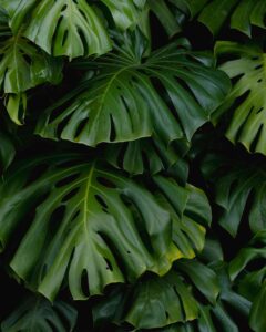 Monstera Deliciosa: Dein ultimativer Guide für das ikonische Fensterblatt
