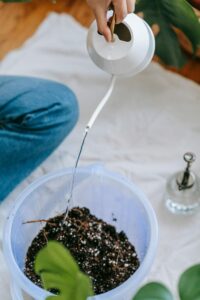 Monstera Erde: Das Geheimnis für riesige Blätter und gesunde Wurzeln