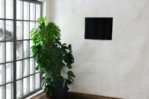 Monstera hochbinden: So wird dein Fensterblatt zum stabilen Dschungel-Riesen