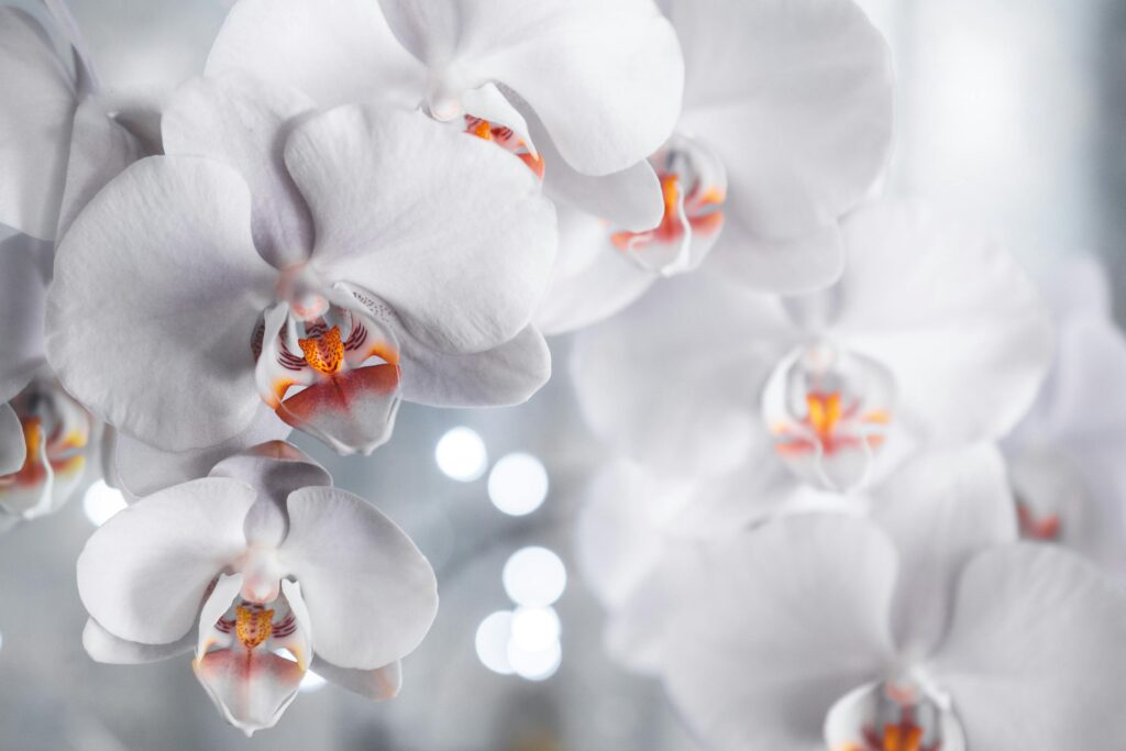 orchideen zum blühen bringen hausmittel