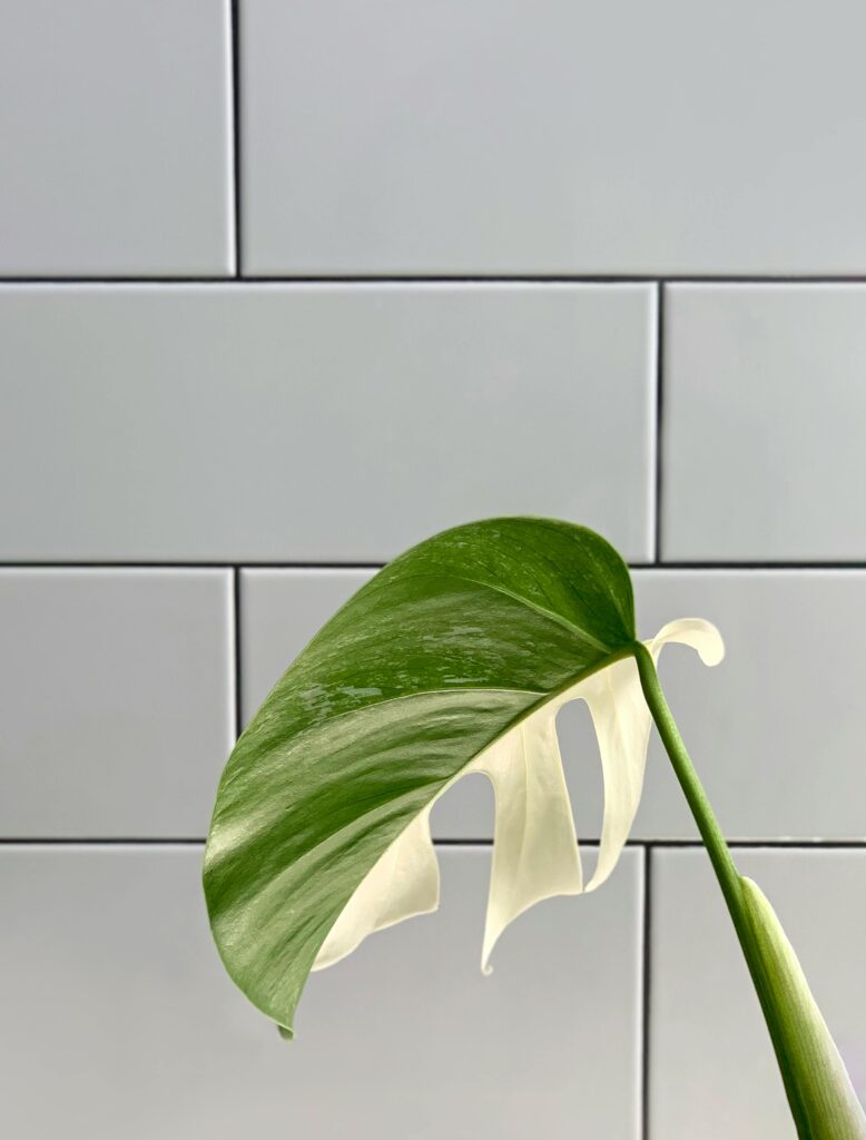 Monstera Albo