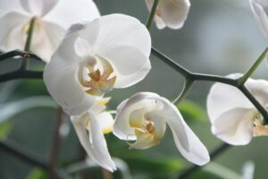 Gelbe Blätter an der Orchidee: Keine Panik, wir retten deinen Liebling!