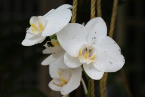 Orchideen düngen: So explodiert deine Blütenpracht