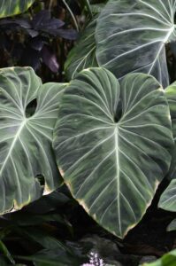 Der Philodendron Gloriosum: Dein Weg zum samtigen Dschungel-Highlight