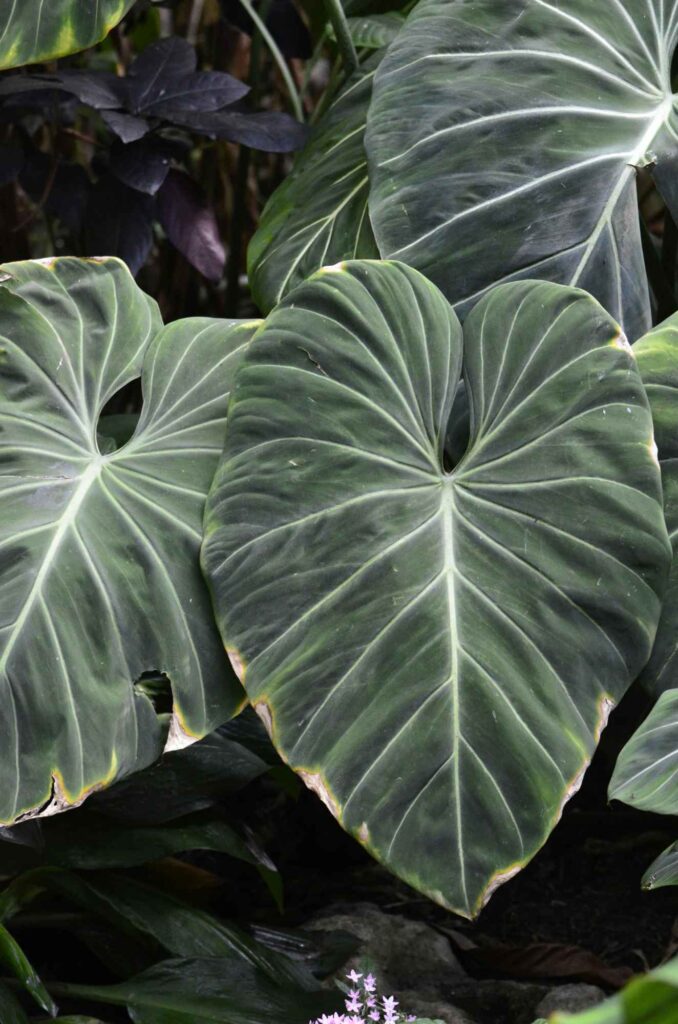 philodendron gloriosum mit vielen Blättern